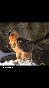 Incroyable survie de Rei del Caussele: rapace miraculé fait son retour dans le ciel européen