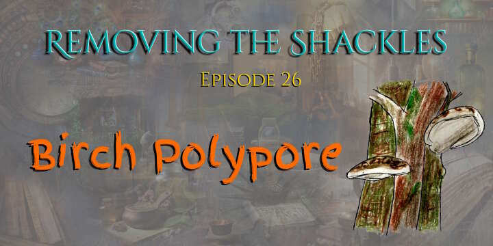 RTS ep 26: Birch Polypore mushrooms- preparation