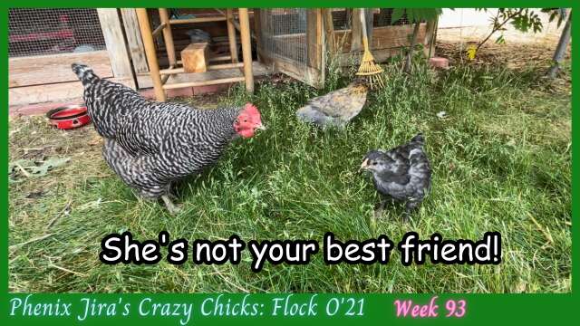 Hens & Chicks | Not Best Friends Yet