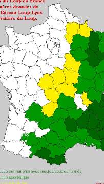 Alerte rouge pour le loup en France _ le braconnage décime les meutes #survie#animals #loup