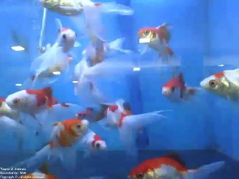 Amazing kingyos fish in the store's aquarium, there's so much! [Nature & Animals]