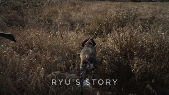 Ryu's Story - Ryu's Upland Hunting Injury 2023