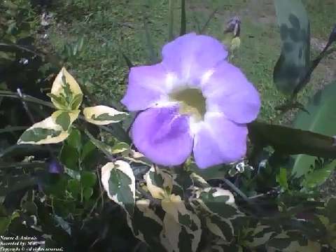 Beautiful lilac variegata barleria flower, look at the designs on the leaves how different they are!