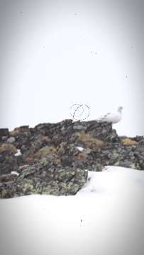 Alpenschneehuhn AVA-INFO