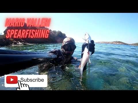 Spearfishing Grey Mullet / Zıpkınla Kefal Avı (İzmir - Özdere) Balık