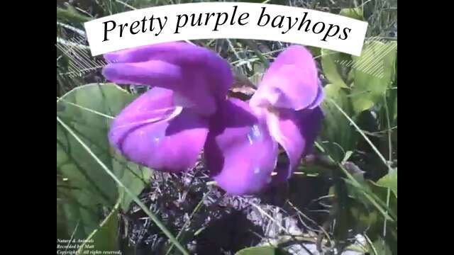 Pretty Purple flower bayhops on the sand, with the view of the sea [Nature & Animals]