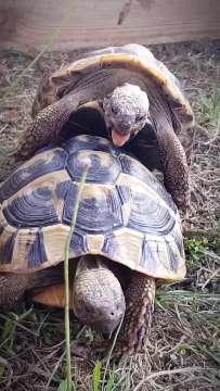 Landschildkröte tartaruga champestra AVA-INFO