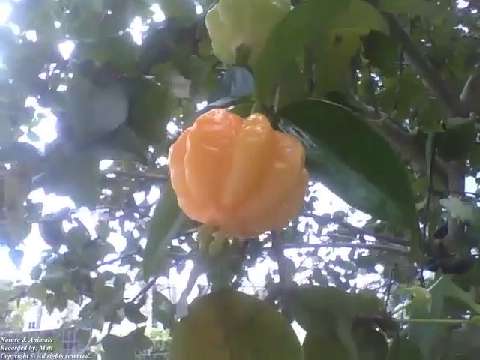 Surinam cherry tree with almost ripe fruit, the leaves are still wet after a little rain [Nature & A