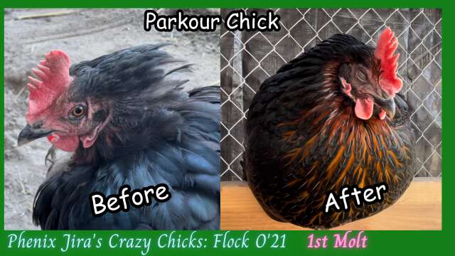 The One About Parkour Chick - PK's First Molt