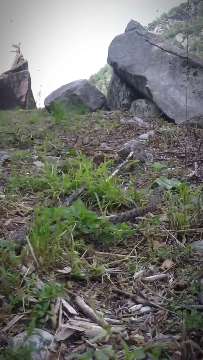 Aspisviper Vipera aspis AVA-INFO
