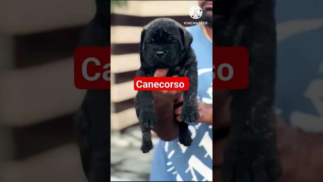 Canecorso puppies #dogbreed #puppy #viral #dog #youtube