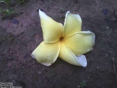 A white and yellow plumeria flower fallen to the ground, this happened due to rain in the morning [N