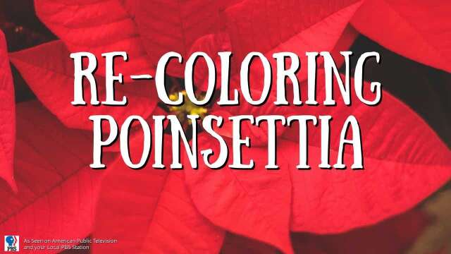 Re-Coloring Poinsettia