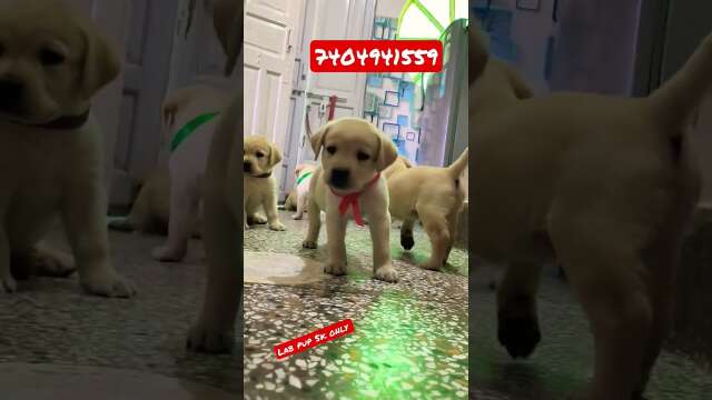 so cute labrador # puppy#trenig #funnyvideo #viral #doggiesawesome#labrador #labradorretriever